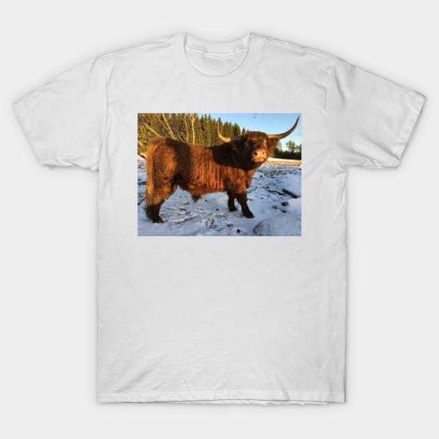 Scottish Highland Cattle Bull 2258 T-Shirt by SaarelaHighland